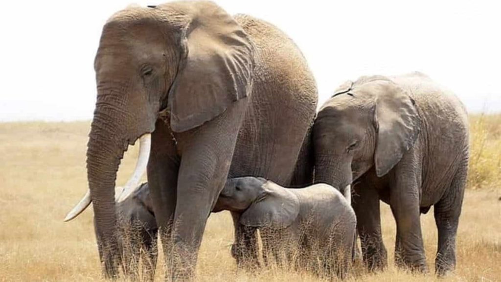 gestazione elefante_accoppiamento