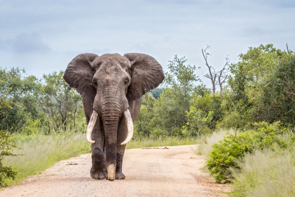 gestazione elefante_tipo