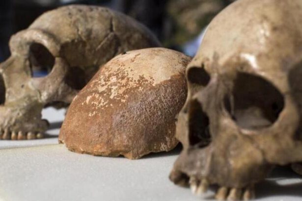 Circeo, tesori sepolti: ritrovati i resti di 9 uomini di Neanderthal e numerosi fossili animali e vegetali 11