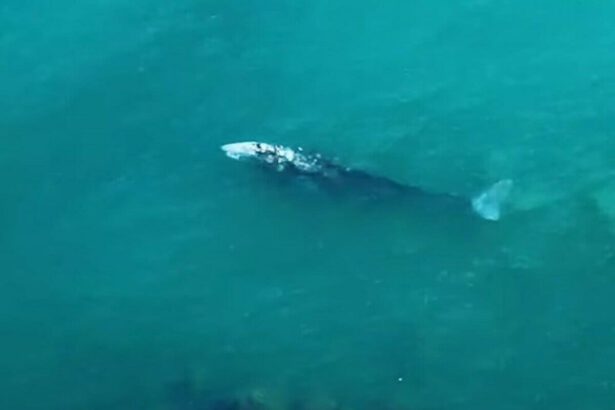 Ponza, l'eccezionale avvistamento di una balena grigia: "Non era mai successo prima" 14