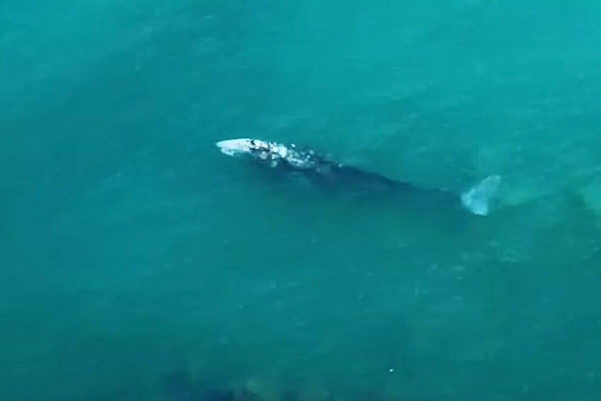 Ponza, l'eccezionale avvistamento di una balena grigia: "Non era mai successo prima" 19