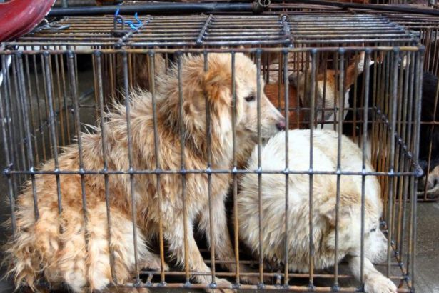 L’appello all'Onu: "Stop a macello di animali vivi, la pandemia parte da lì" 11