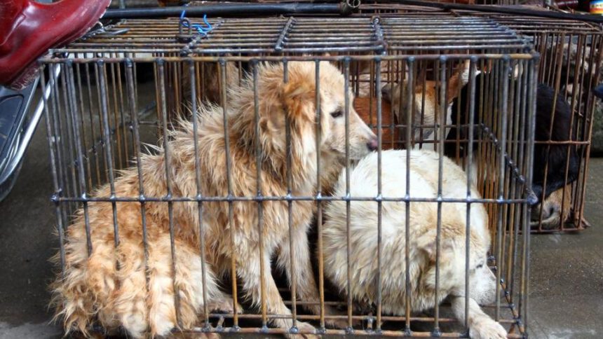 L’appello all'Onu: "Stop a macello di animali vivi, la pandemia parte da lì" 1