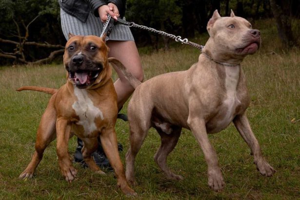 Sbranata a morte da due cani Amstaff di fronte a una bambina. L'esperto: "Bisogna prevenire" 15