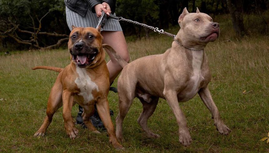 Sbranata a morte da due cani Amstaff di fronte a una bambina. L'esperto: "Bisogna prevenire" 1