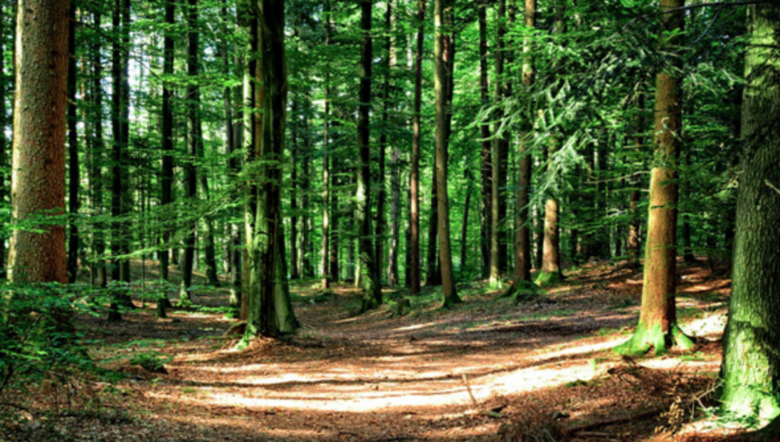 L'ambiente nell'ordinamento italiano: partecipazione popolare e accordi internazionali 1