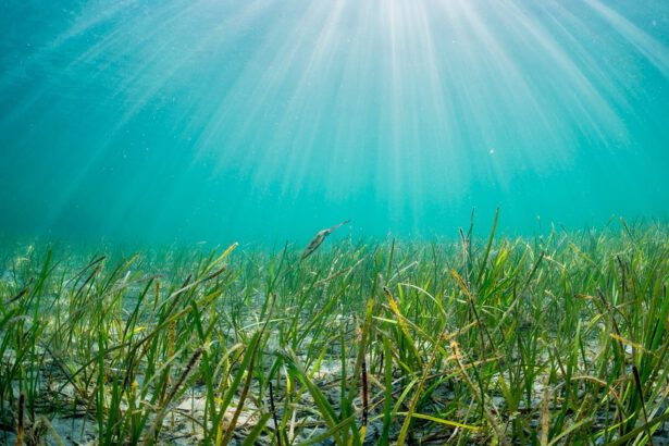 Algovotaico, un progetto, due risorse sostenibili 17