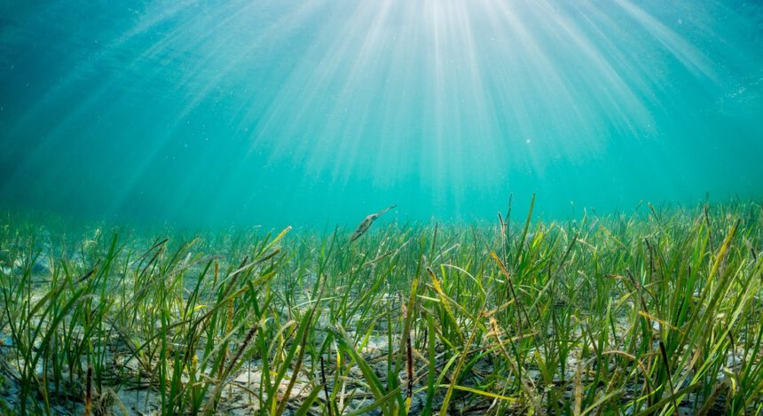 Algovotaico, un progetto, due risorse sostenibili 2 Algovotaico, un progetto, due risorse sostenibili 1