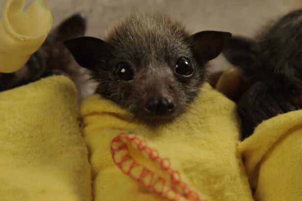 A cosa serve una Bat box e perché dovrebbe attrarre i pipistrelli 25