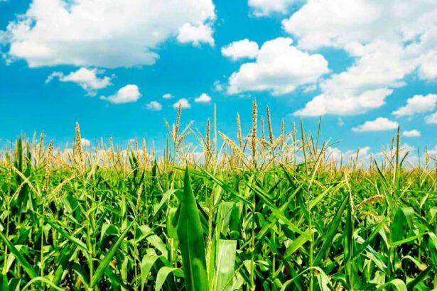 L'energia delle biomasse: pulita, ecologica e rinnovabile 12