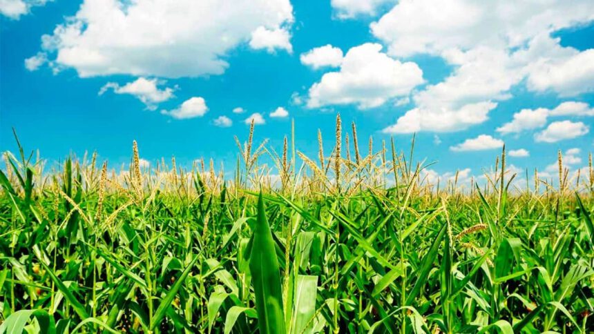 L'energia delle biomasse: pulita, ecologica e rinnovabile 1