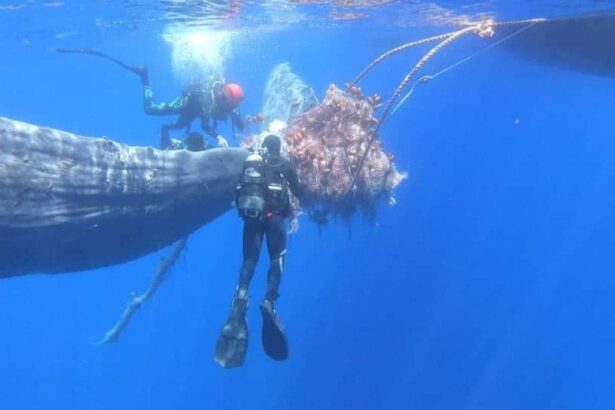 Eolie, salvato il capodoglio Spike impigliato in una spadara: “Un pericolo costante” 11