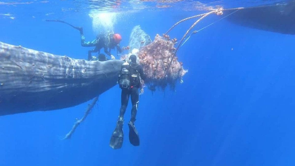 Eolie, salvato il capodoglio Spike impigliato in una spadara: “Un pericolo costante” 15