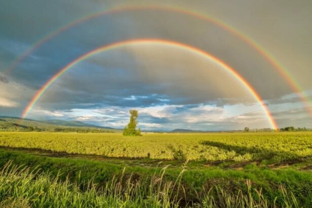 Colori arcobaleno, quanti sono e cosa significano 35