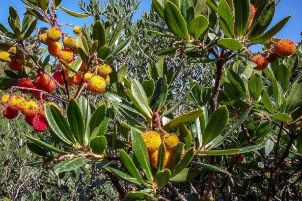 Corbezzolo, un frutto quasi dimenticato ma ricco di proprietà 19