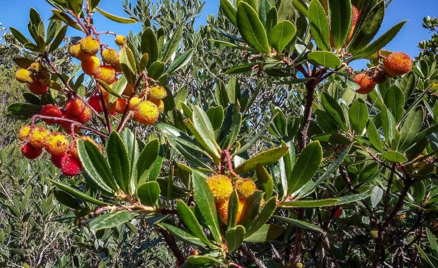 Corbezzolo, un frutto quasi dimenticato ma ricco di proprietà 1