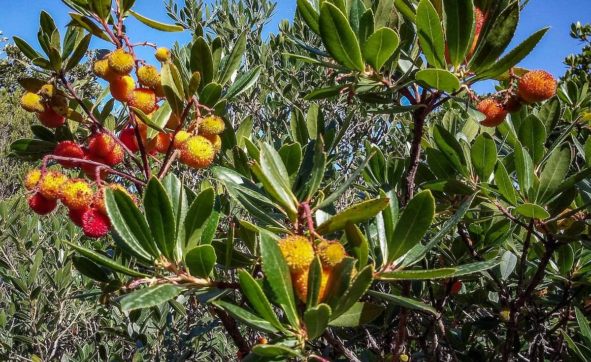 Corbezzolo, un frutto quasi dimenticato ma ricco di proprietà 1