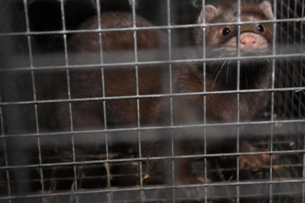 Emergenza Covid, lettera a Conte: “Introdurre il divieto d’allevamento degli animali da pelliccia” 9