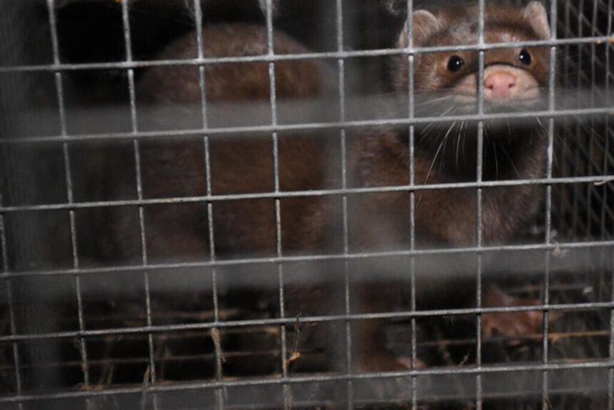 Emergenza Covid, lettera a Conte: “Introdurre il divieto d’allevamento degli animali da pelliccia” 1