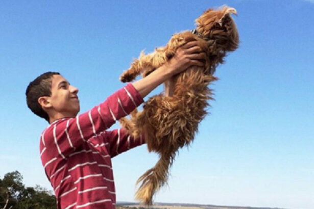 Eduardo, attivista di 17 anni, apre un rifugio tutto suo per salvare cani e gatti randagi 9