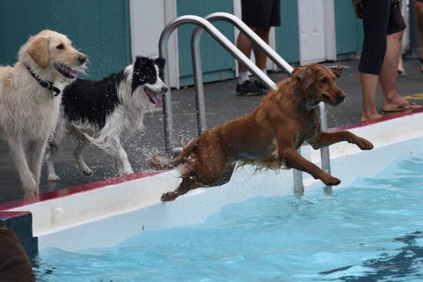 Prima piscina per cani, così il canile di Cagliari affronta l'estate 11