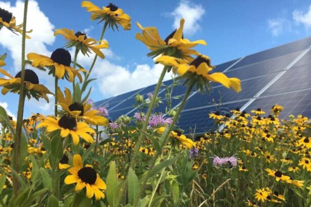 Fotovoltaico e impollinatori, nuove prospettive per l'agrivoltaico 12