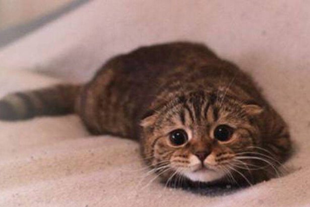 Gatti e cetrioli, uno scherzo pericoloso per i nostri amici a quattro zampe 15