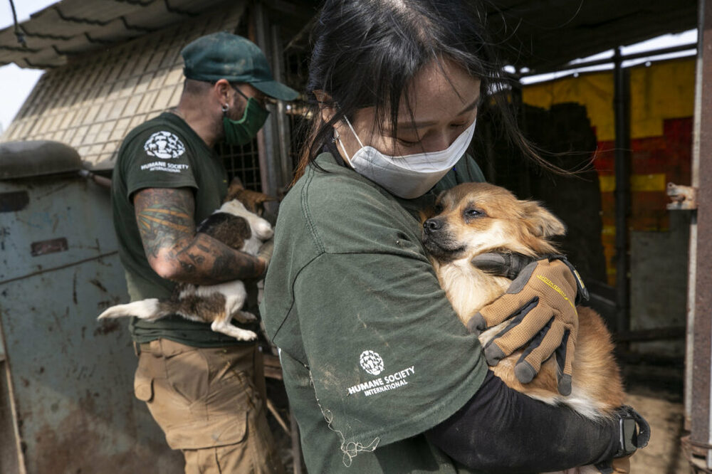 Corea del Sud, salvati 196 cani dal macello: "Non dimenticheremo mai" 11