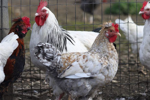 Veneto, focolaio di influenza aviaria in un allevamento di tacchini 10