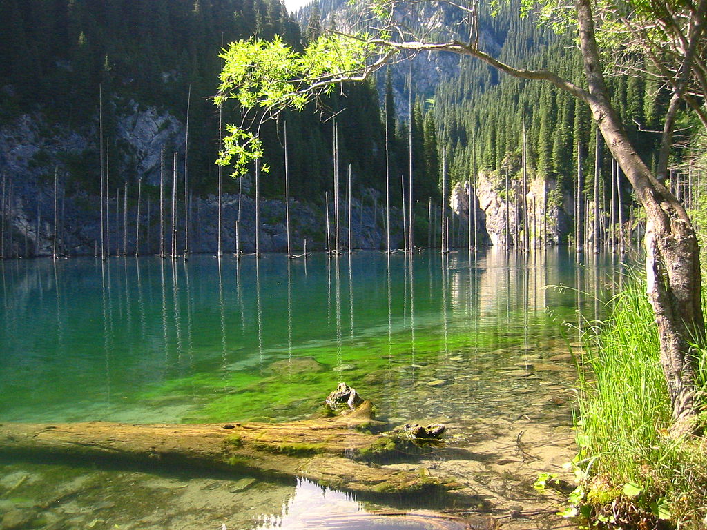 Kazakistan: esiste un’incredibile foresta ‘sottosopra’ nel lago Kaindy 3