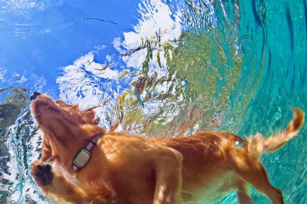 Kippy Evo: arriva il primo smartphone per cani e gatti 35