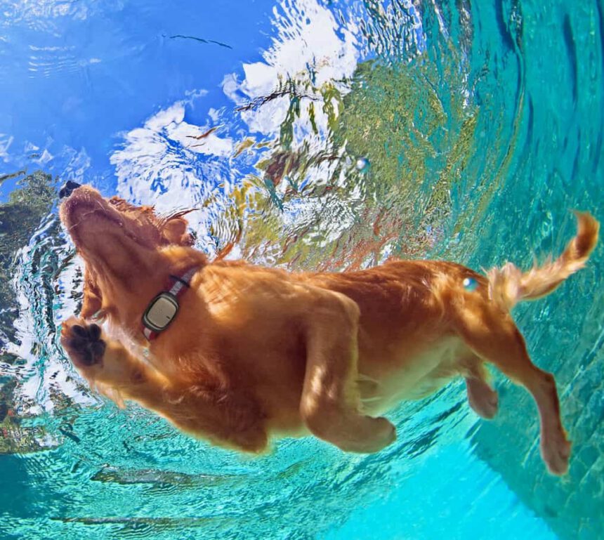 Kippy Evo: arriva il primo smartphone per cani e gatti 1