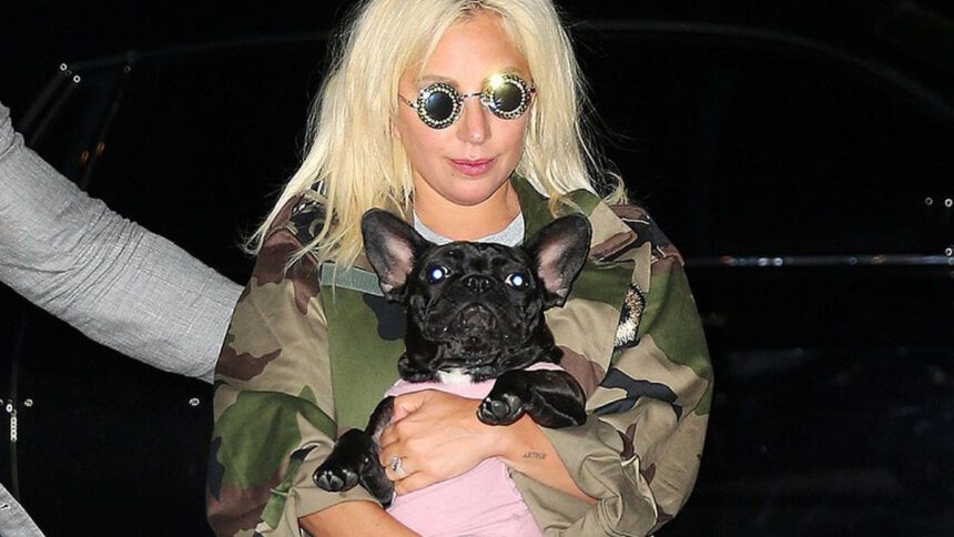 Mentre Lady Gaga è a Roma dei malviventi rapiscono i suoi cani e sparano al dogsitter 1