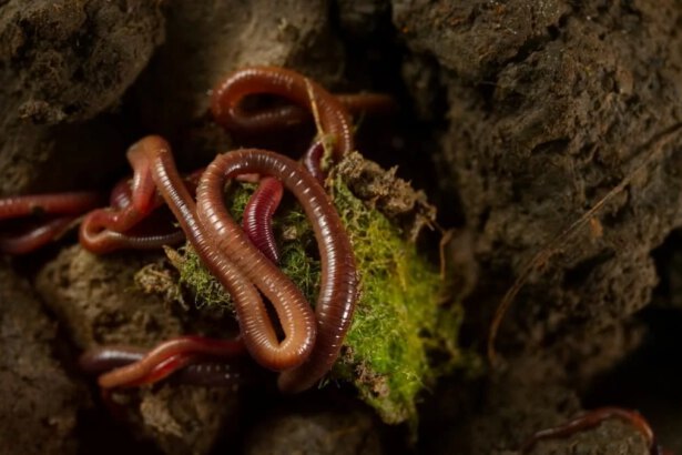 Il lombrico e il suo valore per il terreno e l'ecosistema 11