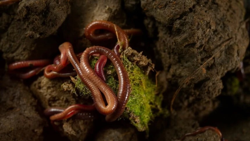Il lombrico e il suo valore per il terreno e l'ecosistema 2 Il lombrico e il suo valore per il terreno e l'ecosistema 1
