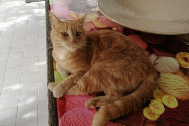 Mia è salva, la gattina presa a calci a cui avevano sparato in bocca 10