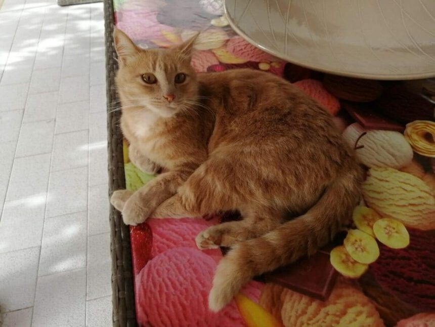 Mia è salva, la gattina presa a calci a cui avevano sparato in bocca 1