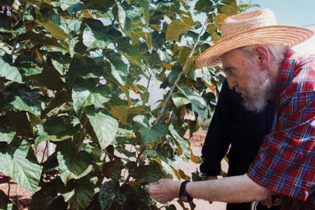 Cos'è la Moringa, la pianta "magica" di Fidel Castro 7