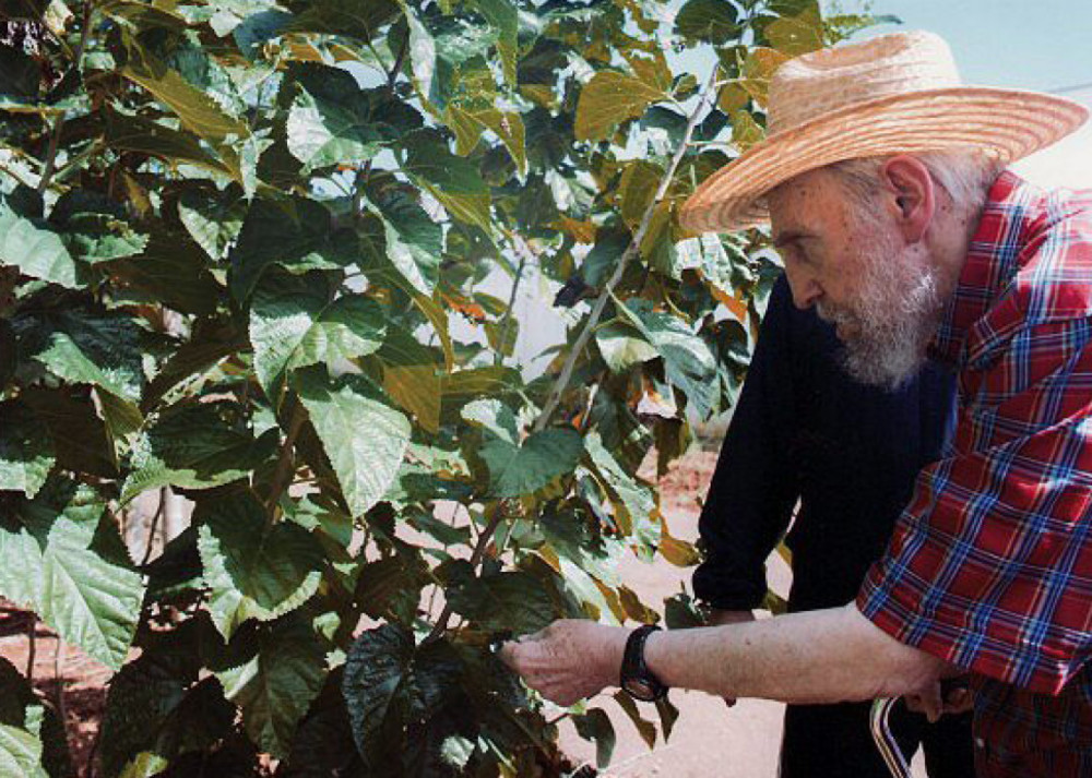 Cos'è la Moringa, la pianta "magica" di Fidel Castro 19