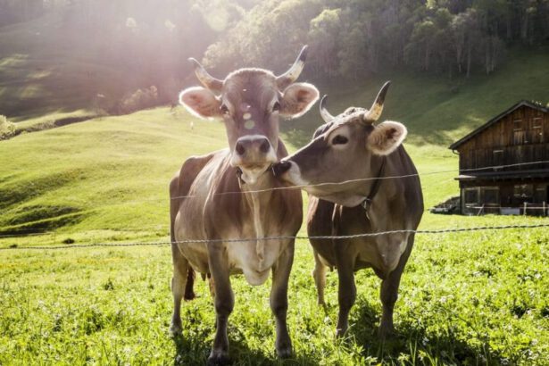 ‘Adotta una mucca’. Ecco come le piccole aziende agricole rispondono alla crisi 35