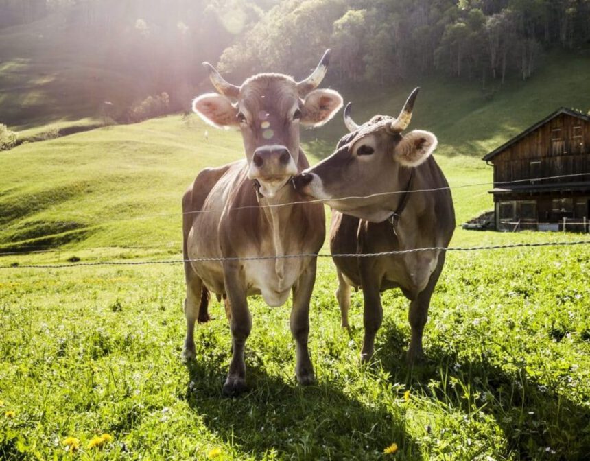 ‘Adotta una mucca’. Ecco come le piccole aziende agricole rispondono alla crisi 1