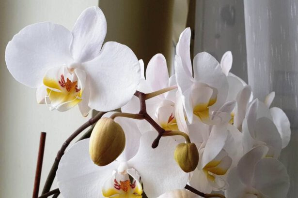 Orchidea, come curarla, innaffiarla e cosa fare quando cadono i fiori 20