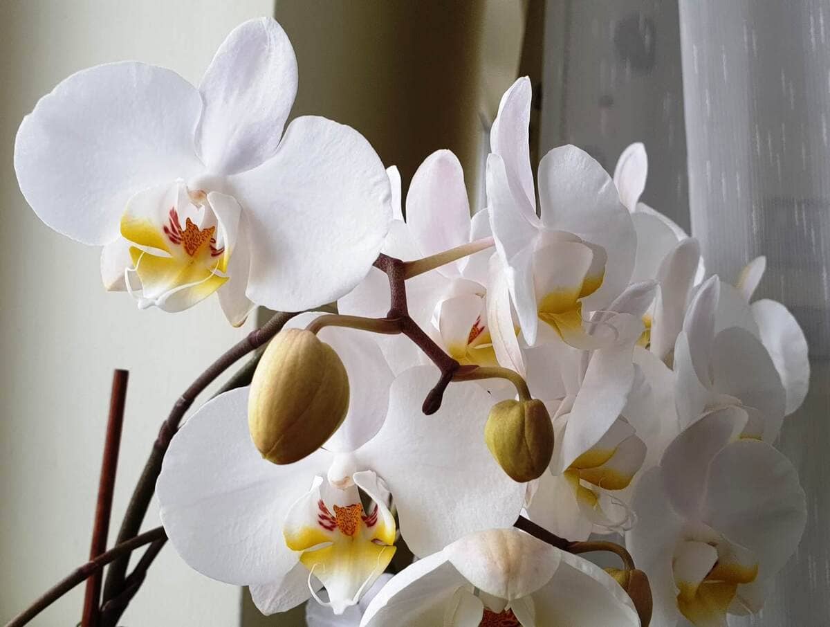 Orchidea, come curarla, innaffiarla e cosa fare quando cadono i fiori 17