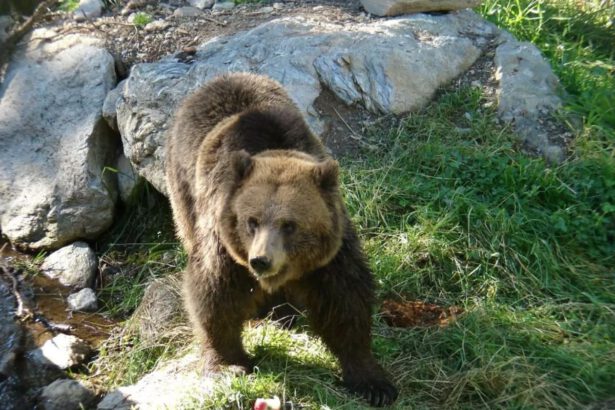 Inseguito da un orso in Trentino. Christian: “Non uccidetelo, impariamo a gestirli” 5