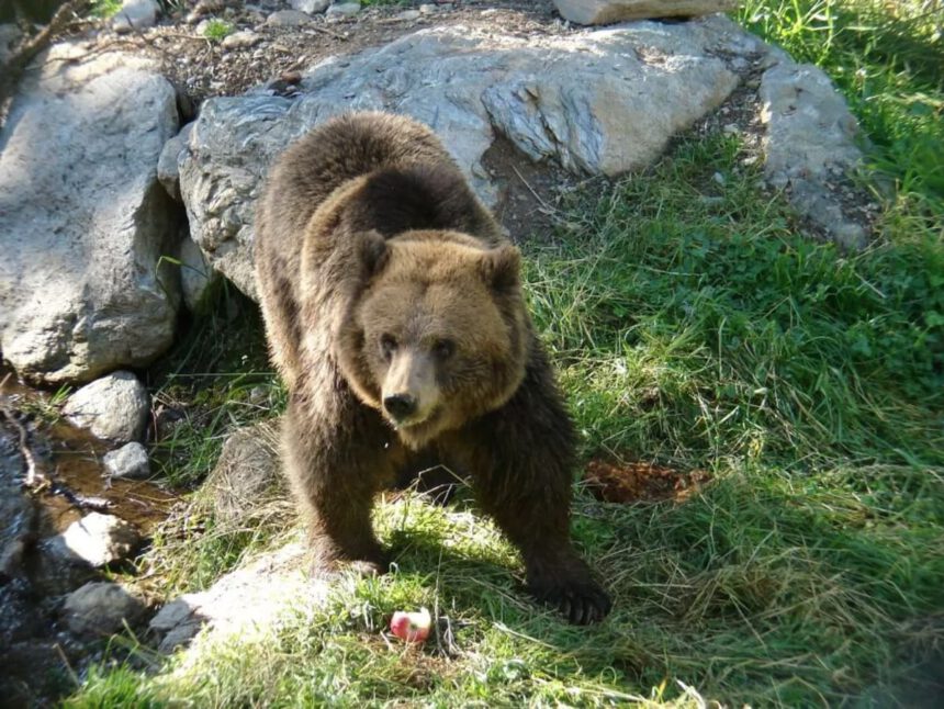 Inseguito da un orso in Trentino. Christian: “Non uccidetelo, impariamo a gestirli” 2 Inseguito da un orso in Trentino. Christian: “Non uccidetelo, impariamo a gestirli” 1
