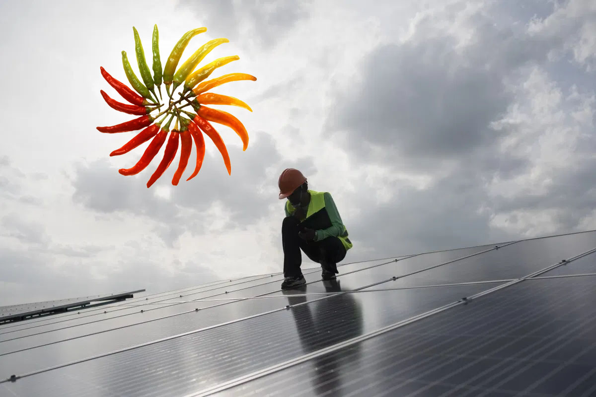 Pannelli fotovoltaici al peperoncino, la ricetta innovativa che migliora la produzione 19