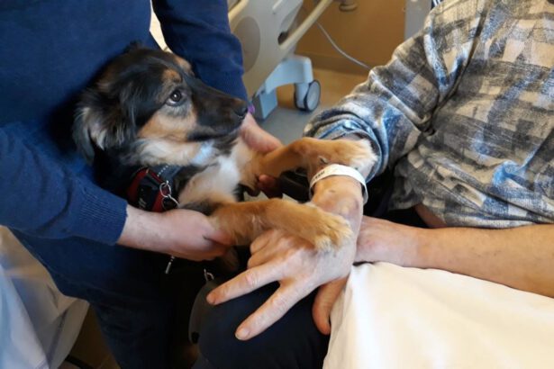 Colpito da ictus, torna a parlare dopo aver rivisto il suo cane 51