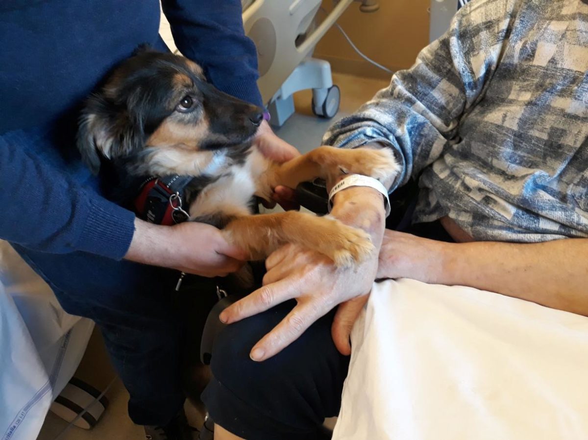 Colpito da ictus, torna a parlare dopo aver rivisto il suo cane 17