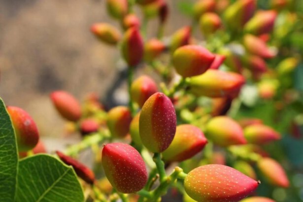 Pianta pistacchio, l'albero dell'oro verde 7