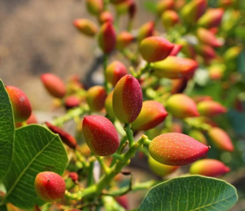 Pianta pistacchio, l'albero dell'oro verde 1